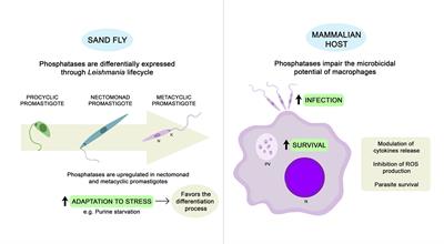 Involvement of Leishmania Phosphatases in Parasite Biology and Pathogeny